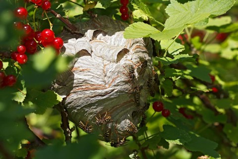 Wasp's nest (Vespula) in red currant (Ribes rubrum)