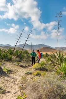 Hiker among overgrown dunes with agaves