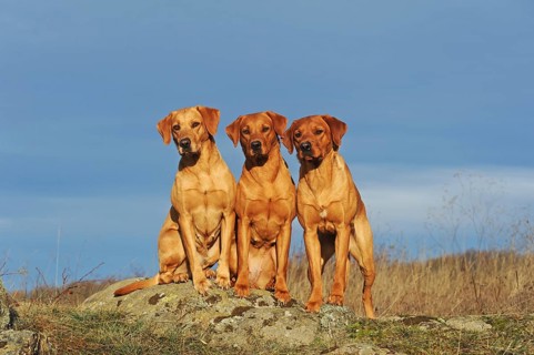 Labrador Retriever