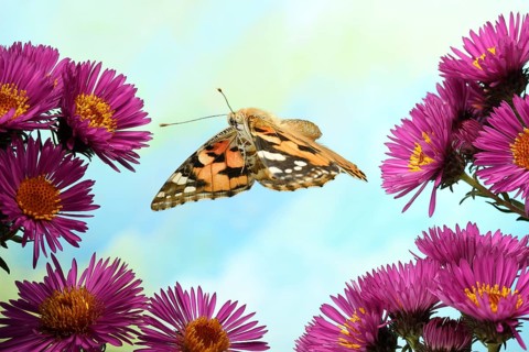 Painted lady (Vanessa cardui)