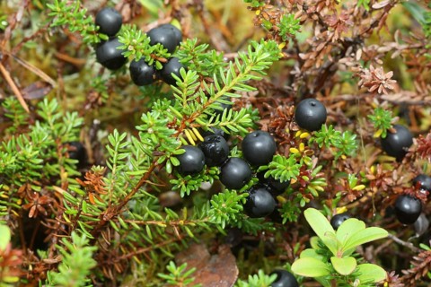 Crowberries (Empetrum nigrum) Tundra