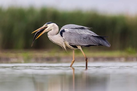 Grey heron (Ardea cinerea) with big fish in the beak