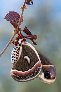 Glover's silkmoth (Hyalophora gloveri)