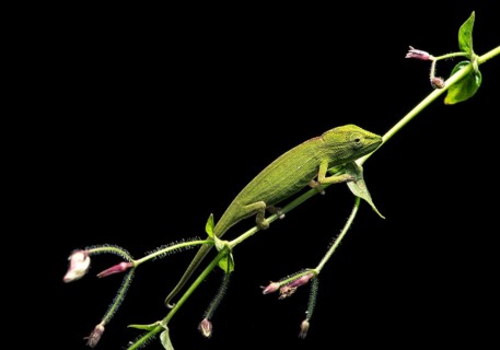 Chameleon (Calumma gastrotaenia)