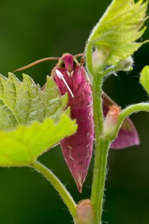 Elephant hawk-moth (Deilephila elpenor) on vine