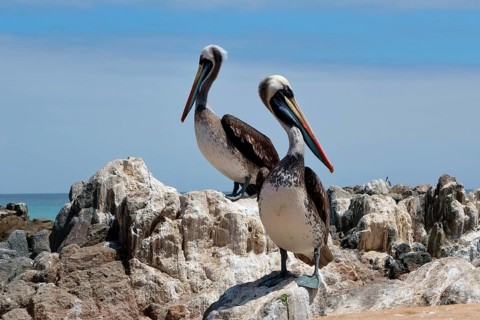 Peruvian Pelicans (Pelecanus thagus) on rocks