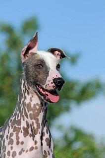 Peruvian naked dog