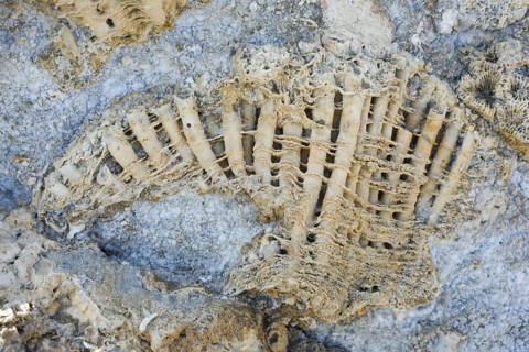 Coral fossils