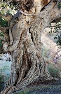 Tree trunk of the Large-fruited Sycamore Fig (Ficus sycomorus)
