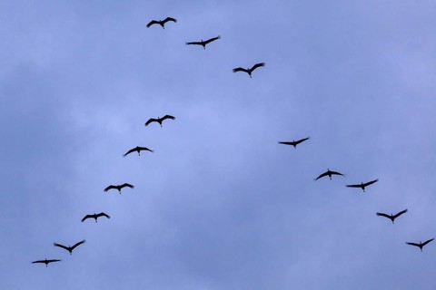 Common cranes (Grus grus) in formation flight