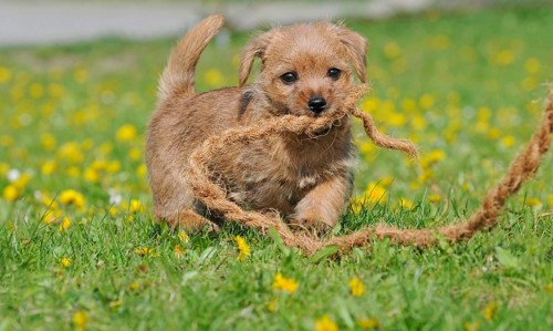 Norfolk Terrier