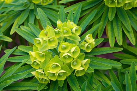 Inflorescence on a tree