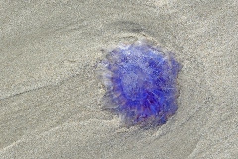 Blue jellyfish (Cyanea lamarckii) on the sandy beach