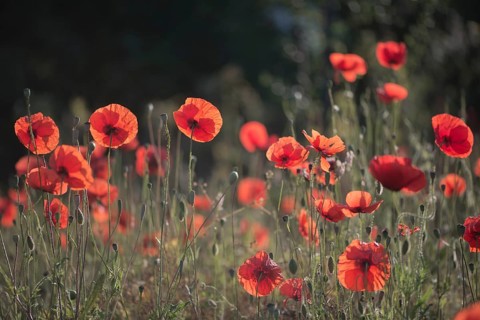 Corn poppy (Papaver rhoeas)