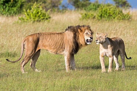 Lions (Panthera leo)