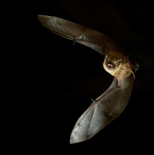 Geoffroy's bat (Myotis emarginatus) in flight at night