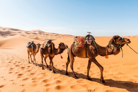 Three Dromedaries (Camelus dromedarius)