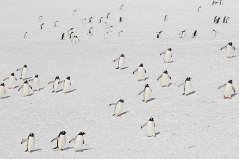 Gentoo penguins (Pygoscelis papua) running on a snowfield
