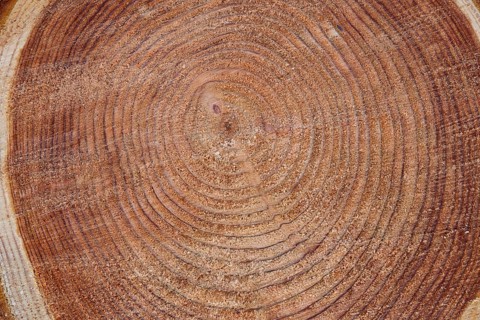 Tree trunk with annual rings