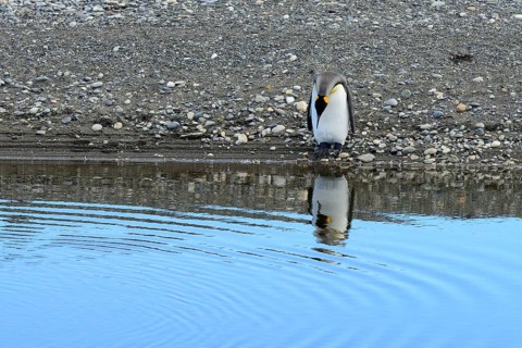 King penguin (Aptenodytes patagonicus) looks into the water