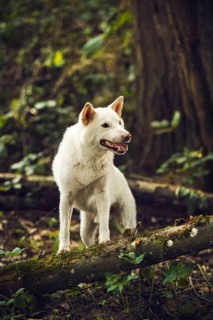 White Shiba Inu (Canis lupus familiaris) stands on a tree trunk in the forest