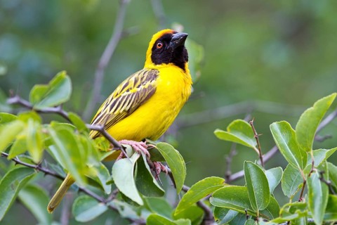 Southern Masked Weaver (Ploceus velatus)