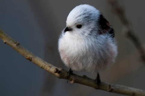 White-headed Bushtit (Aegithalos caudatus caudatus)