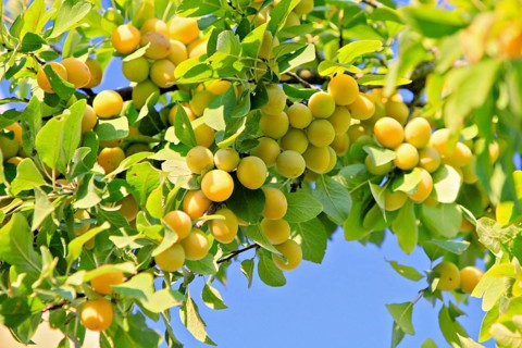 Yellow plums on a branch