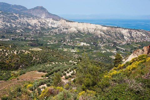 Landscape with olive plantations