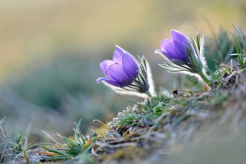 Common pasque flowers (Pulsatilla vulgaris)