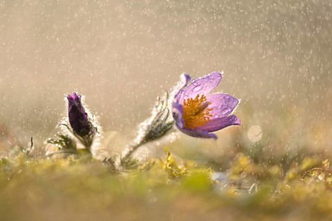 Common pasque flower (Pulsatilla vulgaris) in the rain