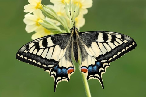 Swallowtail (Papilio machaon) on primrose