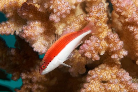 Black-sided hawkfish (Paracirrhites forsteri)