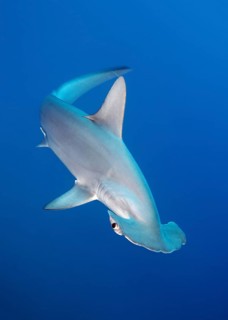 Scalloped Hammerhead (Sphyrna lewini) swims in the open sea