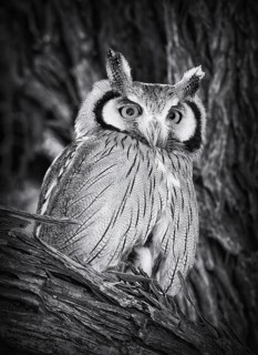 Southern white-faced owl (Ptilopsis granti)