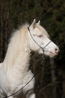 Welsh-Pony