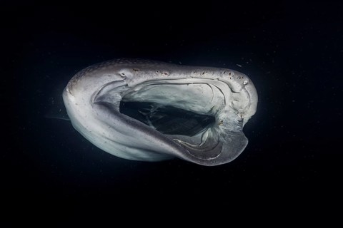 Animal portrait of the Whale Shark (Rhincodon typus) with serious injury filter-feeding plankton in the night