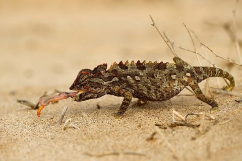 Namaqua chameleon (Chamaeleo namaquensis)