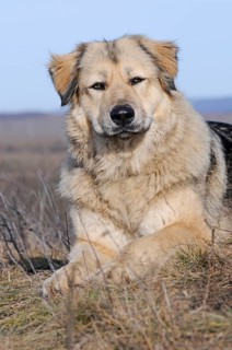 Caucasian Ovcharka