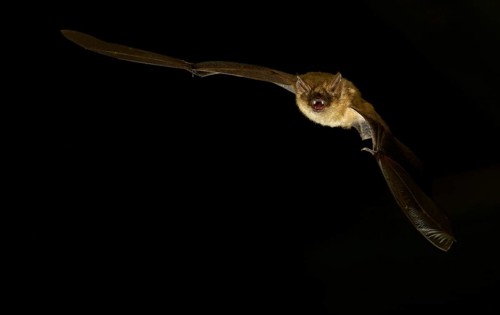 Geoffroy's bat (Myotis emarginatus) in flight at night
