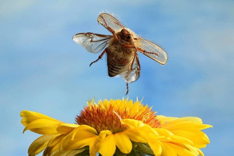 European June beetle (Amphimallon solstitiale)
