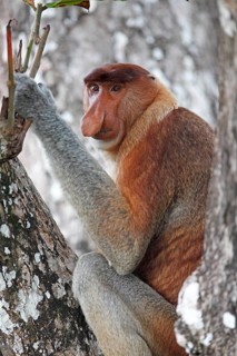 Proboscis monkey (Nasalis larvatus) sitting in the tree