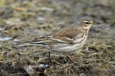 Water pipit (Anthus spinoletta)