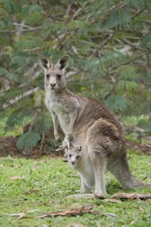 Eastern grey kangaroo (Macropus giganteus) adult and baby joey in it's mothers pouch