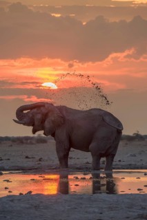 African elephant (Loxodonta africana)