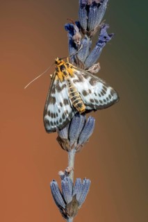 Abraxas grossulariata (Abraxas grossulariata) on lavender blossom