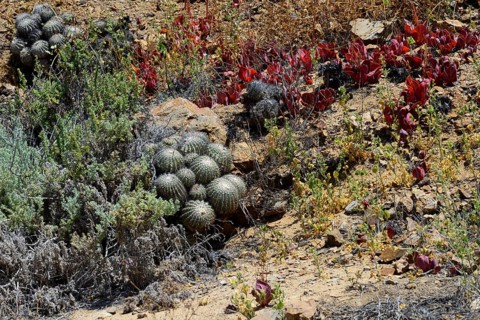 Vegetation with cactus (Copiapoa cinerascens)