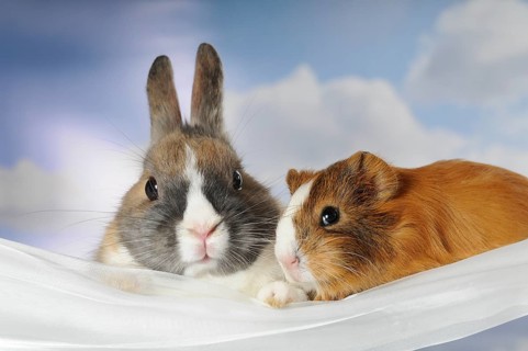 Dwarf rabbit and guinea pig