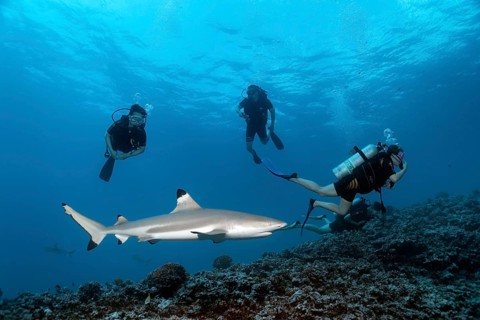 Blacktip reef shark (Carcharhinus melanopterus) with divers