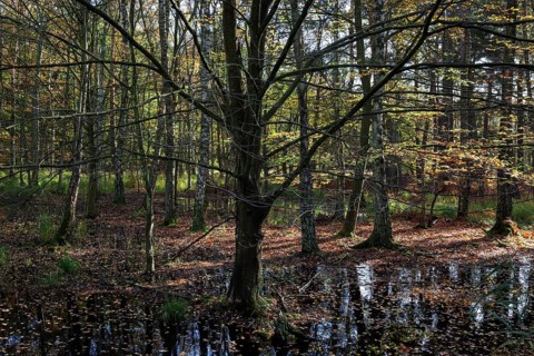 Moorland landscape with autumnal trees in the Osterwald